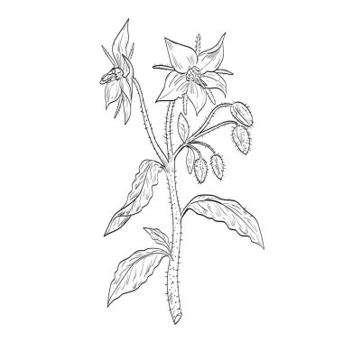 Borage, Borago officinalis ya da yıldız çiçeğinin eskiz stili çizimi, Boraginaceae familyasının siyah ve beyaz çizgi sanatında kullanılan yıllık bitki türü Boraginaceae.. 