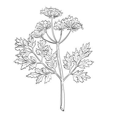 Chervil, Anthriscus cerefolium, Fransız maydanozu, Myrhis ya da bahçe kiraz çiçeği bitkisinin çizim stili çizimi, baharat ya da bitki olarak kullanılan geleneksel bir bitki..
