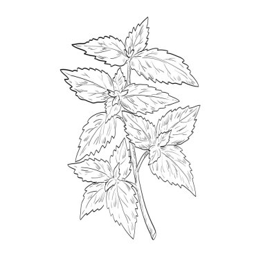 Nepeta kataria, catnip ya da catmint cinsinin eskiz stili çizimi, siyah ve beyaz çizgi sanatında kullanılan baharat ya da bitki türü Nepeta 'nın bir türü..