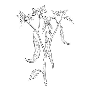 Kırmızı biber bitkisinin eskiz stili çizimi, küçük meyveli biber, siyah beyaz çizgi sanatında baharat ya da bitki olarak kullanılan biber tarlalarından biri..