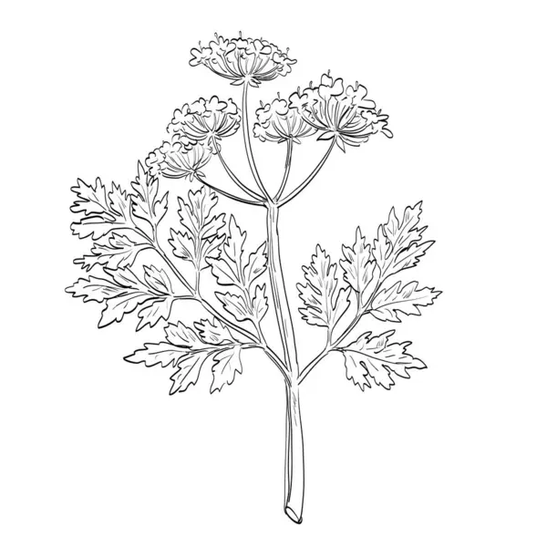 Chervil, Anthriscus cerefolium, Fransız maydanozu, Myrhis ya da bahçe kiraz çiçeği bitkisinin çizim stili çizimi, baharat ya da bitki olarak kullanılan geleneksel bir bitki..