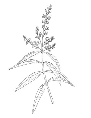 Verbenaceae familyasından Aloysia citrodora, limon verbena ya da limon arısı fırçasının eskiz stili çizimi izole arka planda siyah ve beyaz çizgilerde baharat bitkisi olarak kullanılır..