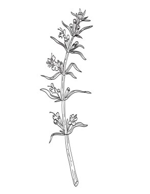 Hyssopus officinalis ya da hyssop 'un eskiz stili çizimi, Lamiaceae' deki bir çalılık ya da izole edilmiş arka planda siyah beyaz çizgi sanatında baharat bitkisi olarak kullanılan bir nane ailesi..