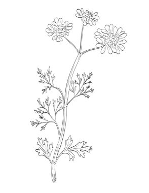 Kişniş, kişniş, dhania ya da Coriandrum sativum 'un çizim stili çizimi izole edilmiş arkaplanda siyah ve beyaz çizgi sanatında yapılmıştır.. 