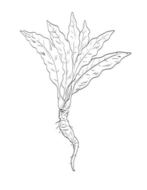 Yabanturpu Armoracia rusticana 'nın eskiz stili çizimi, hardal familyasından Brassicaceae bitkisinin izole arka planda siyah ve beyaz çizgi sanatında kullanılan uzun ömürlü bitkisi.. 