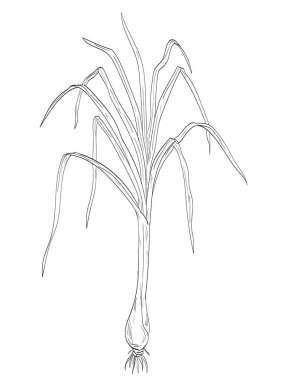 Cymbopogon sitratus 'un eskiz stili çizimi, Batı Hint limon çimi ya da Poaceae ailesinin limon çimi, izole arka planda siyah beyaz çizgi sanatında baharat bitkisi olarak kullanılıyor.. 