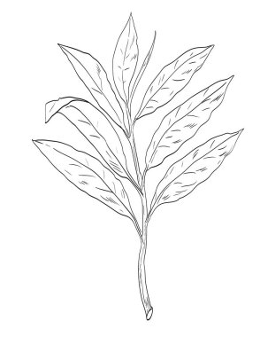  Cennet taneciklerinin çizim stili çizimi, zencefil familyasındaki Aframomum melegueta veya melegueta biberi izole arka planda siyah beyaz çizgi sanatında baharat bitkisi olarak kullanılır.. 