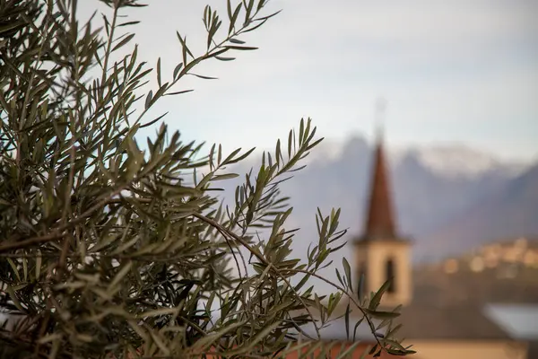 背景为景观的橄榄树 横向景观 — 图库照片