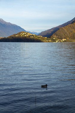 Gölde yalnız ördek, dikey görüş