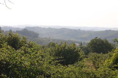 Sarmaşıklı tepelerin manzarası, bulutlu bir sabah