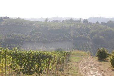 Sarmaşıklı tepelerin manzarası, bulutlu bir sabah