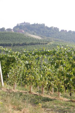 Sarmaşıklı tepelerin manzarası, bulutlu bir sabah