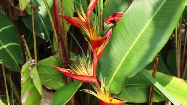 Handheld Shot Bird Paradise Flower Leaf Big Island Hawaii — Stock video