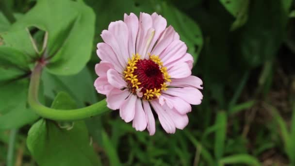 Tight Shot Pink Flower Hawaii Big Island Bee Flying Away — Stock Video