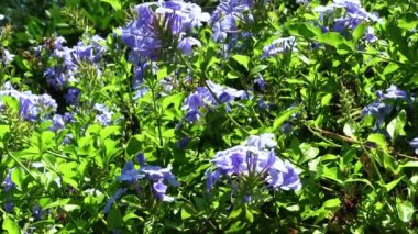 Mor Çiçekler ve Yeşil Yapraklar Hafif Rüzgarda Hareket Ediyor Kona Hawaii