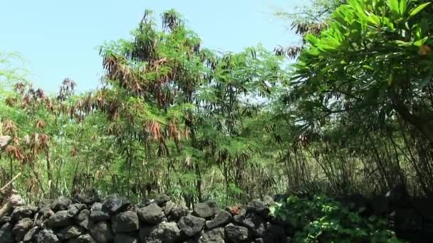Groene Bladeren Blazen Wind Kona Hawaii Achter Zwarte Vulkanische Rots — Stockvideo