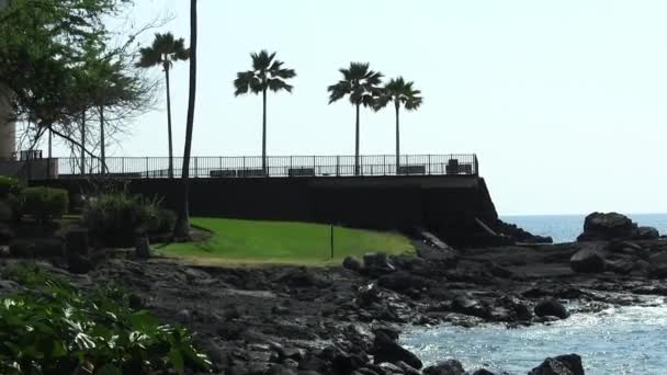 Handheld Pan Hawaii Big Island Van Palmbomen Aan Wal Tot — Stockvideo