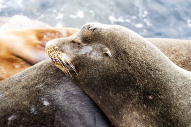Sealion 'un Kafasını Vücut Gözlerine yaslarken Sıkı Çekimi Monterey Körfezi Kaliforniya