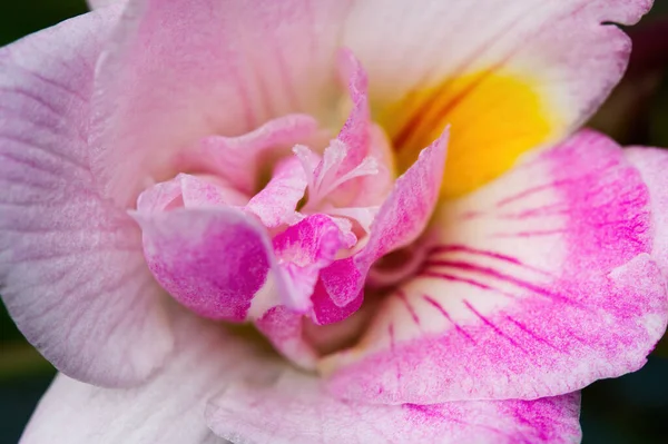 Virág Szirmok Tűzhely Fehér Lila Sárga — Stock Fotó