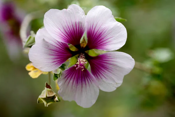 紫と白の花弁の花と青緑色の背景を持つスーメンの屋外 — ストック写真