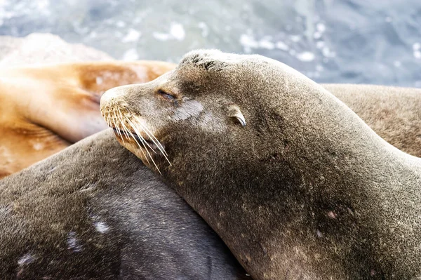 Sealion Kafasını Vücut Gözlerine Yaslarken Sıkı Çekimi Monterey Körfezi Kaliforniya — Stok fotoğraf