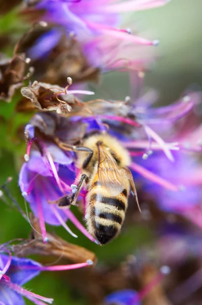 Žlutá Černá Včela Medová Plazí Fialovém Květu Closeup — Stock fotografie