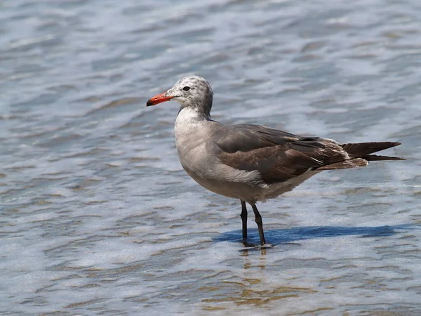 Tight Shot Sea Gull Statding Alone Sea Water Beach — Stock Photo, Image