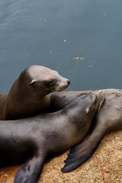 Leões Marinhos Descansando Uns Sobre Outros Nas Rochas Monterey Bay — Fotografia de Stock