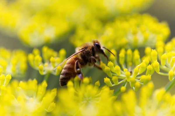 Açık Havada Sarı Çiçeğin Tepesindeki Çizgili Arıya Yakın Çekim — Stok fotoğraf