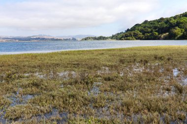 Sel basmış Wetlands Körfezi Ağaçları ve Arkaplan Noktası 'ndaki Tepeler Kaliforniya