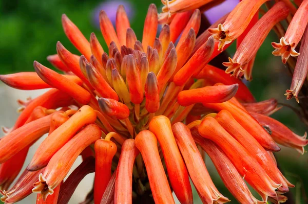 Kültéri Közeli Kép Orange Tubular Flowers Zöld Homályos Háttér — Stock Fotó