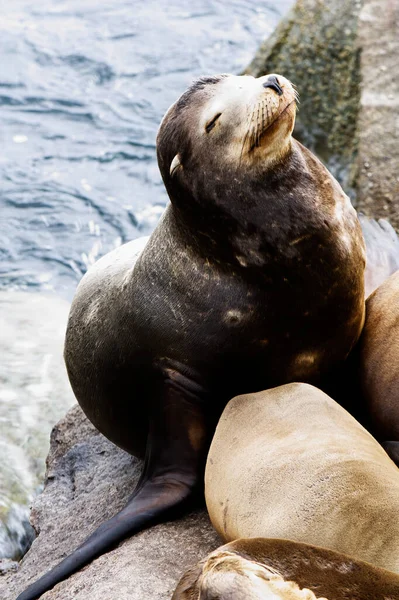 Sea Lion Seduto Rocce Con Gli Occhi Chiusi Monterey California — Foto Stock