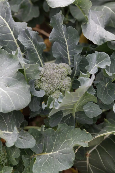 Tight Shot Vegetable Plant Small Farm Garden Leaves Broccoli — Stock Photo, Image