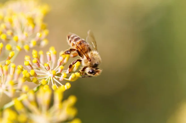 Pszczoła Czołgająca Się Żółtych Kwiatach Zbliżenie Rozmazanym Zielonym Tle — Zdjęcie stockowe