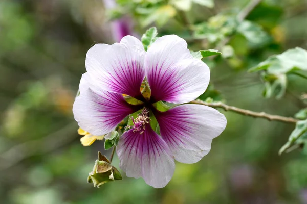 Тісний Знімок Білої Фіолетової Квітки Розмитим Тлом Зеленого — стокове фото