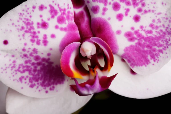 Közelkép Fehér Lila Orchideáról Piros Sárga Árnyalattal Sötét Háttérrel — Stock Fotó