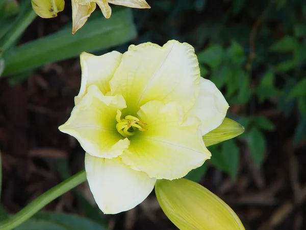 葉を持つ黄緑色と白の花弁のタイトなショー — ストック写真