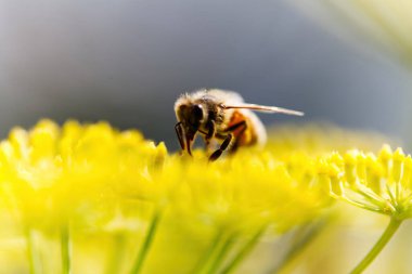 Dili dışarıda Arı Sarı Çiçekler Üzerinde Polen Topluyor Ashland Oregon
