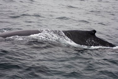 Humpback Whale Fin And Back Breaking The Surface Of Monterey Bay California