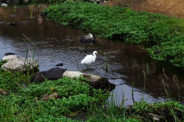 White Egret Hunting In Middle Of Small Creek with Green Vegetation On Banks