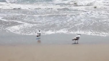 Two Seagulls Walking On Sandy Beach With Waves Coming In Handheld