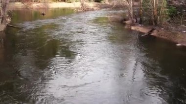 River Flowing Towards Handheld Camera Slow Tilt Up To Trees
