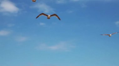 Handheld Shot Of Seagulls Flying Overhead On Beach Cloudy Sky