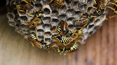 Black And Yellow Hornets Building Nest On Wooden Fence Closeup