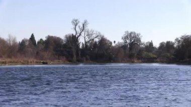 Several Seagulls Taking Flight And Then Landing Again On American River Winter Time