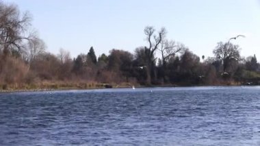 Several Seagulls Landing On American River Winter Time