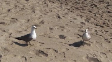 A Seagull Landing By Another One On Sand Beach And Looking Around