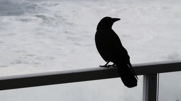 Black Bird Sitting Porch Railing Looking Out Ocean Waves — стокове відео