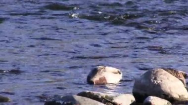 Two Ducks Feeding Off Bottom Of American River Near Shore Among Rocks