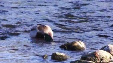 Two Ducks Feeding Off Bottom Of American River Near Shore Among Rocks